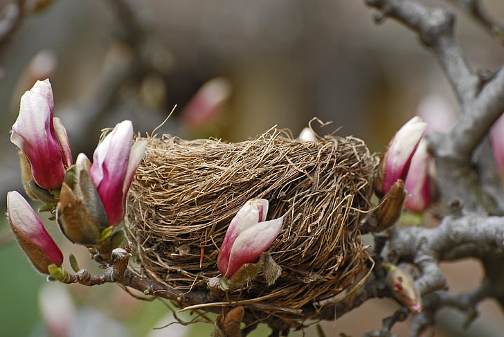 Types of Nesting Sites