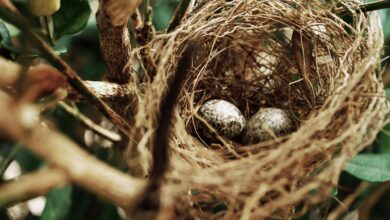 Nesting Cycle of Birds