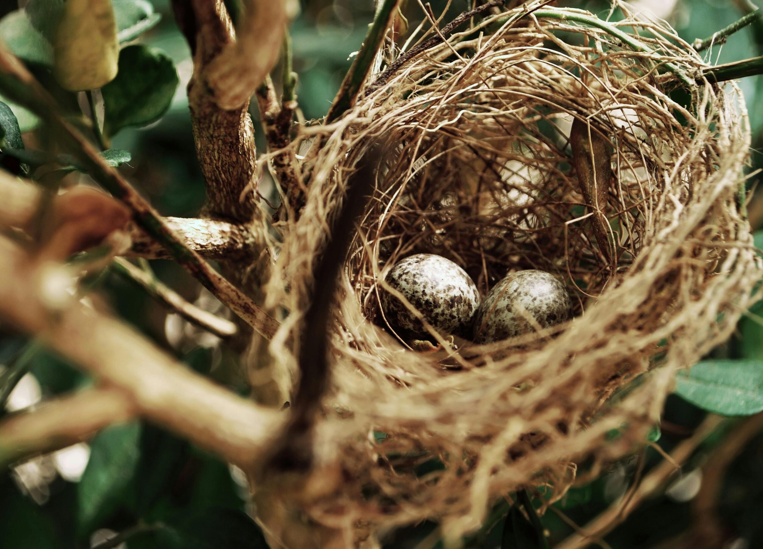 Nesting Cycle of Birds