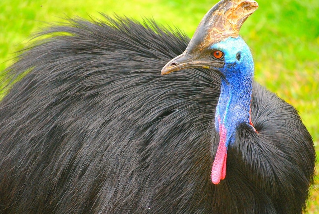 Northern Cassowary - The Elusive Giant