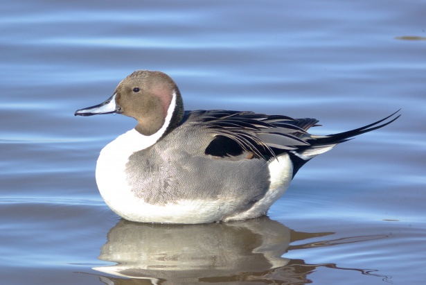 Northern Pintail (Anas acuta)