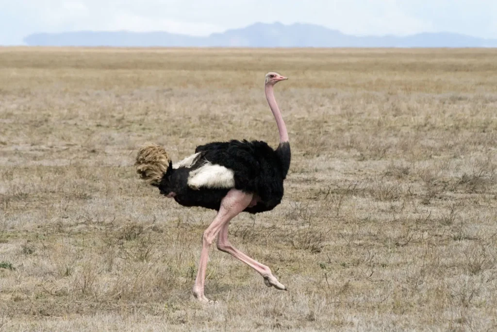 Ostrich - The Colossal Runner