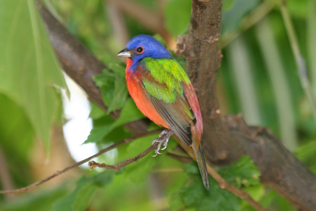 Painted Bunting (Passerina ciris)