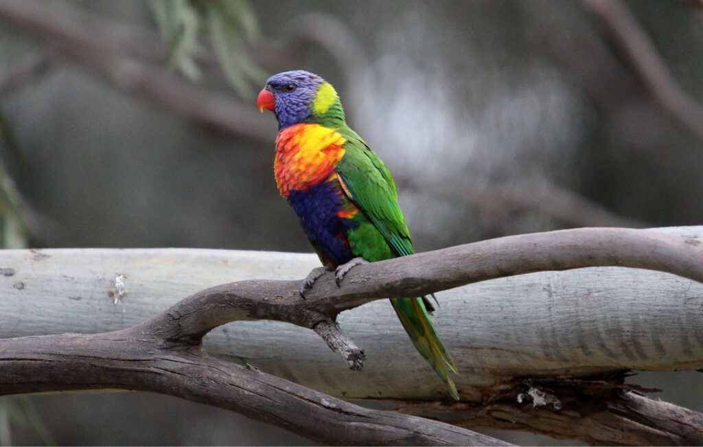 Rainbow Lorikeet (Trichoglossus moluccanus)