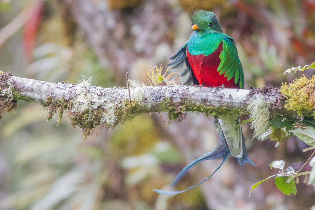 Resplendent Quetzal (Pharomachrus mocinno)