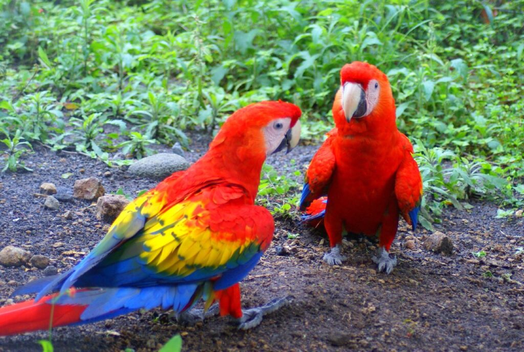 Scarlet Macaw (Ara macao)