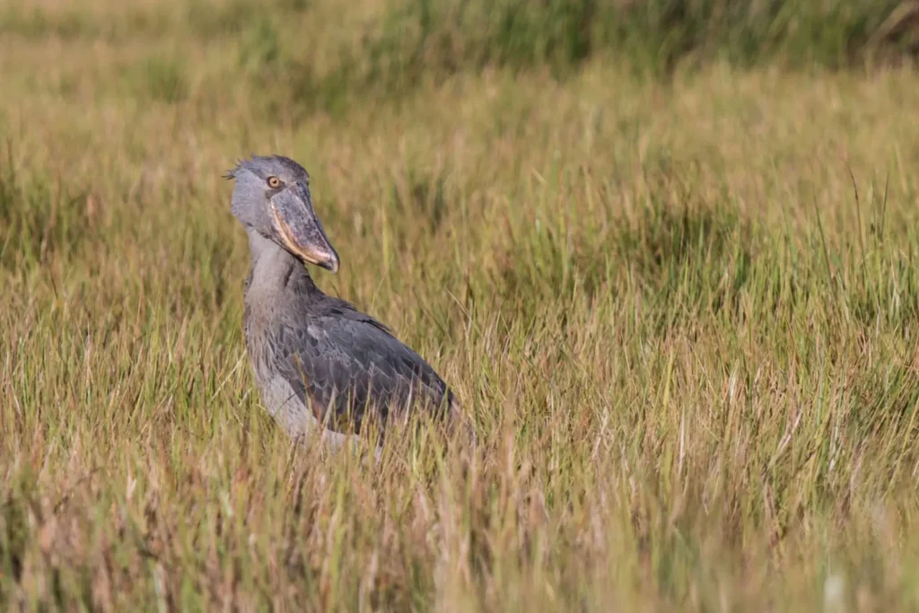 Shoebill Stork