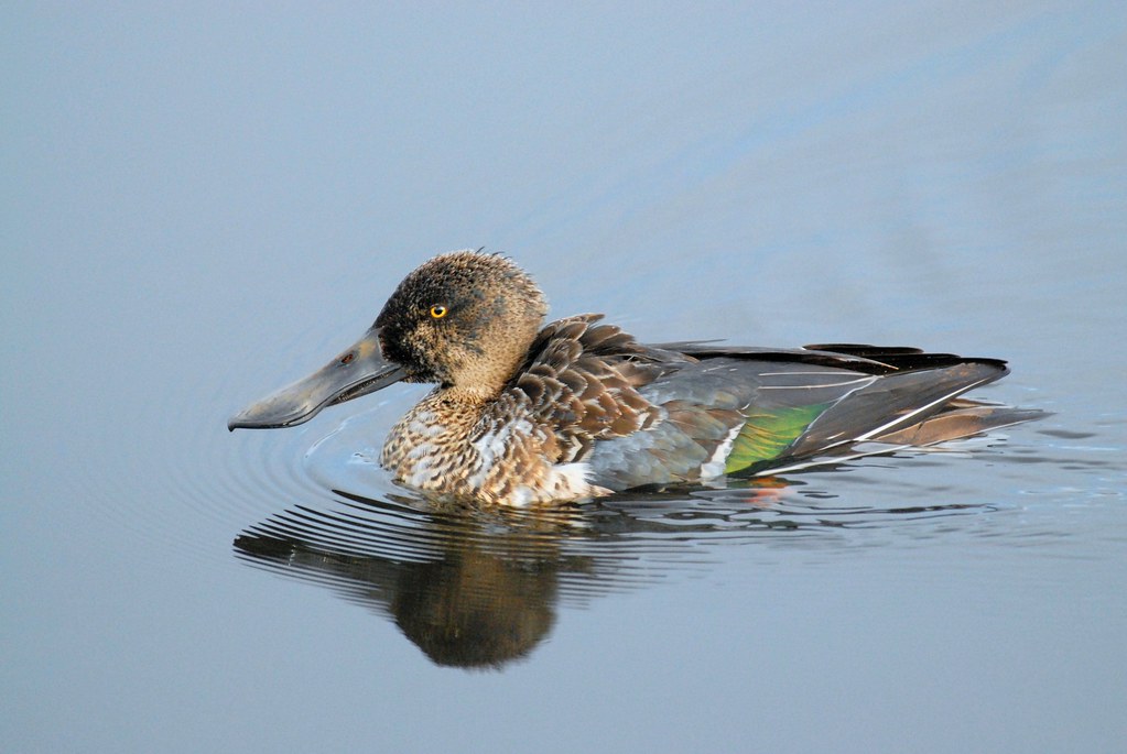 Shoveler (Anas clypeata)