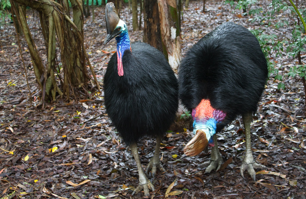 Southern Cassowary - The Rainforest Titan