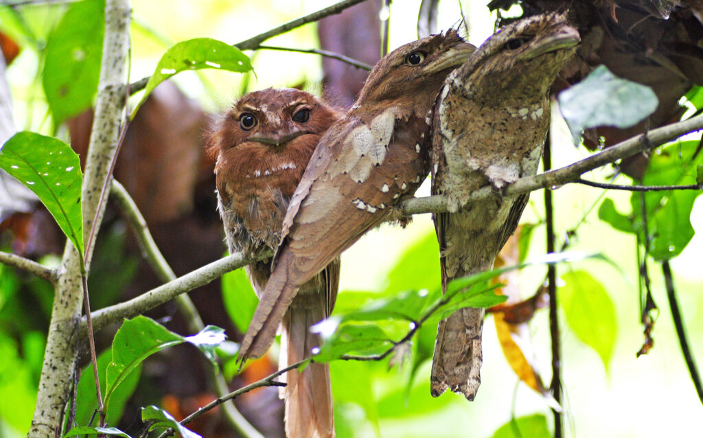 Sri Lanka Frogmouth