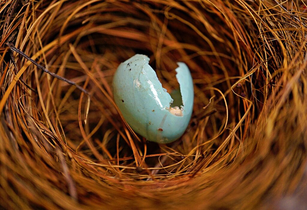 Stages of Hatching