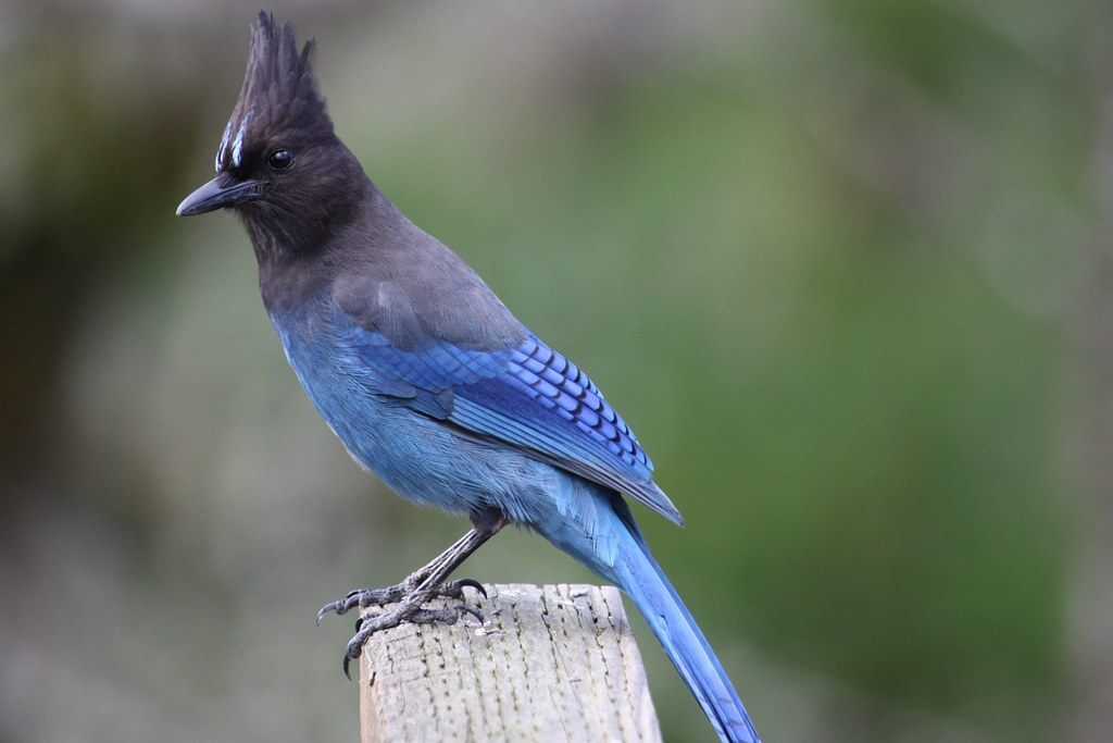 Steller's Jay