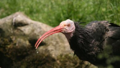 Top 10 Ugliest Birds of the World