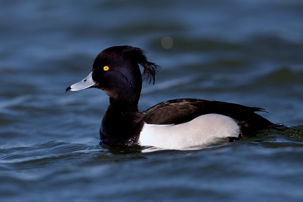 Tufted Duck (Aythya fuligula)