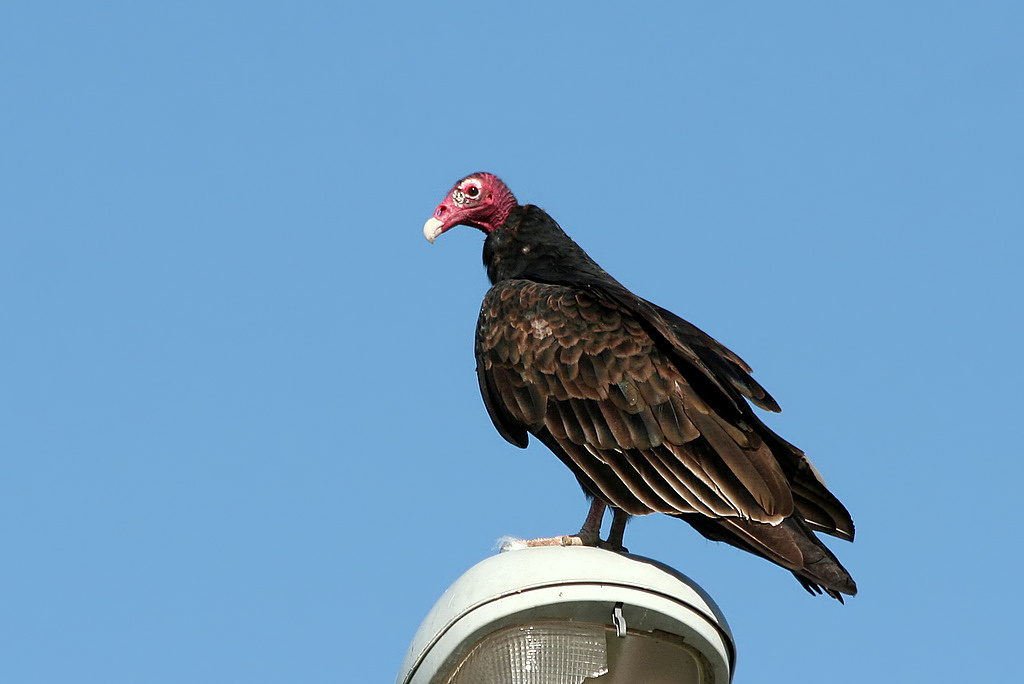 Turkey Vulture