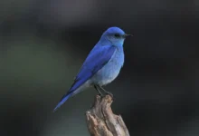 Different Types of Blue birds