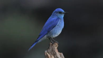 Different Types of Blue birds