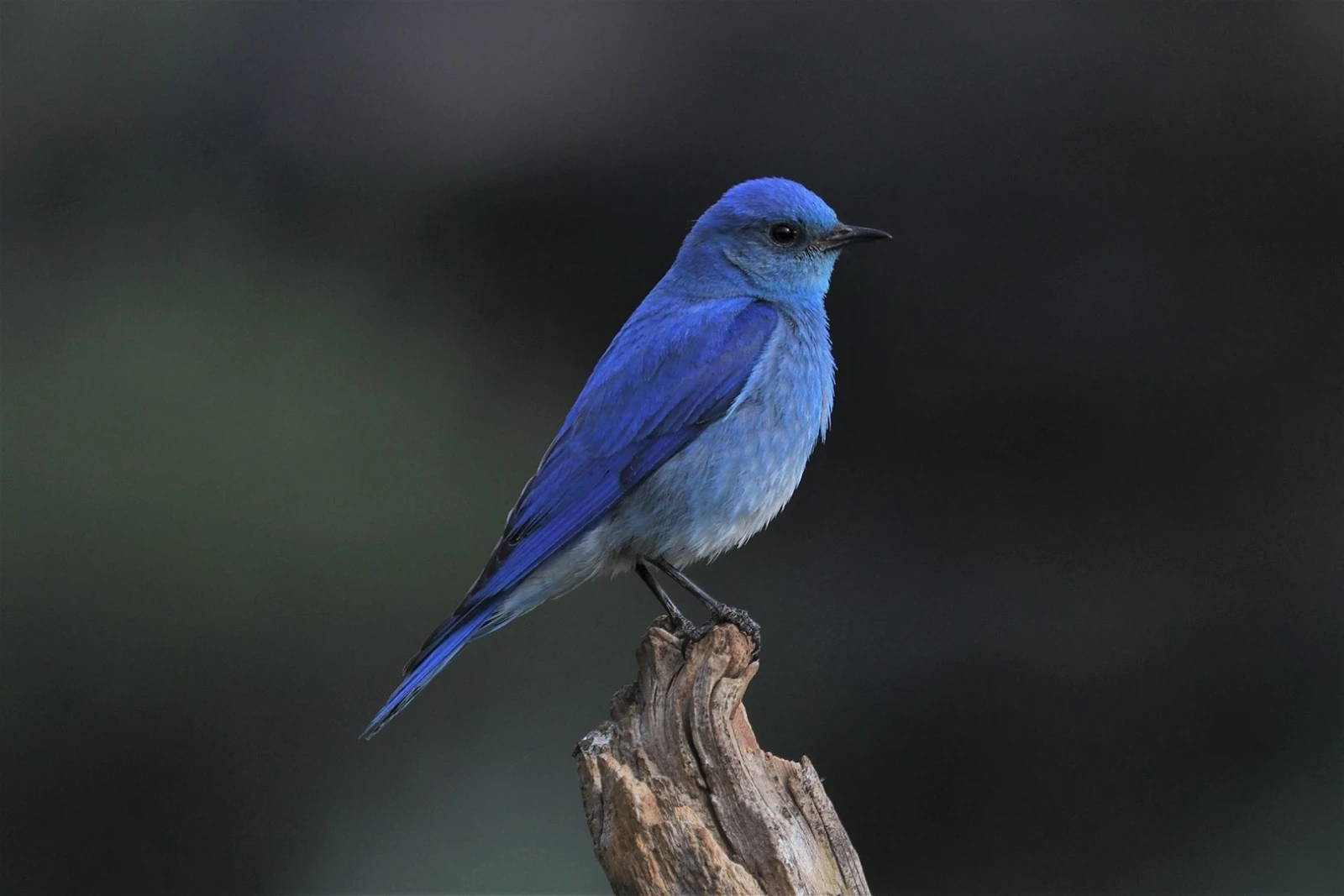 Different Types of Blue birds