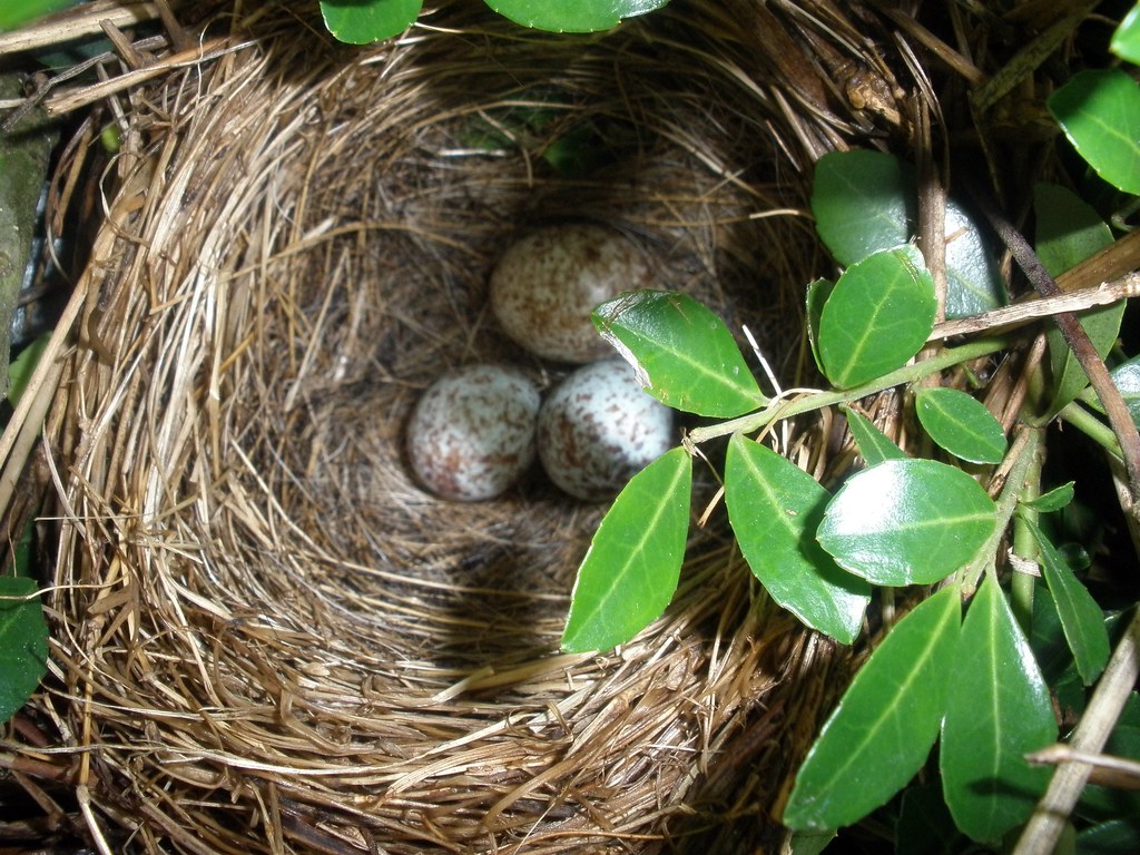 Frequency and Number of Eggs