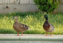 Types of UK Ducks - Species of British Ducks