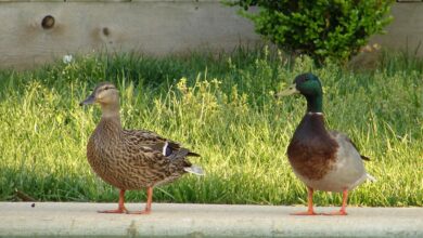 Types of UK Ducks - Species of British Ducks