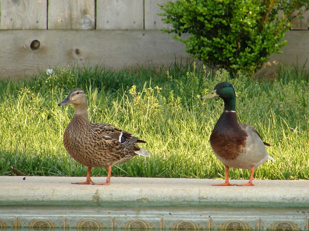 Types of UK Ducks - Species of British Ducks