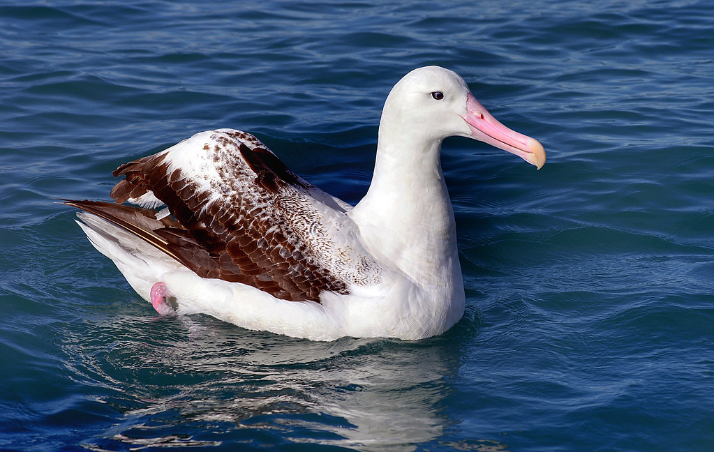 Wandering Albatross - The Oceanic Nomad