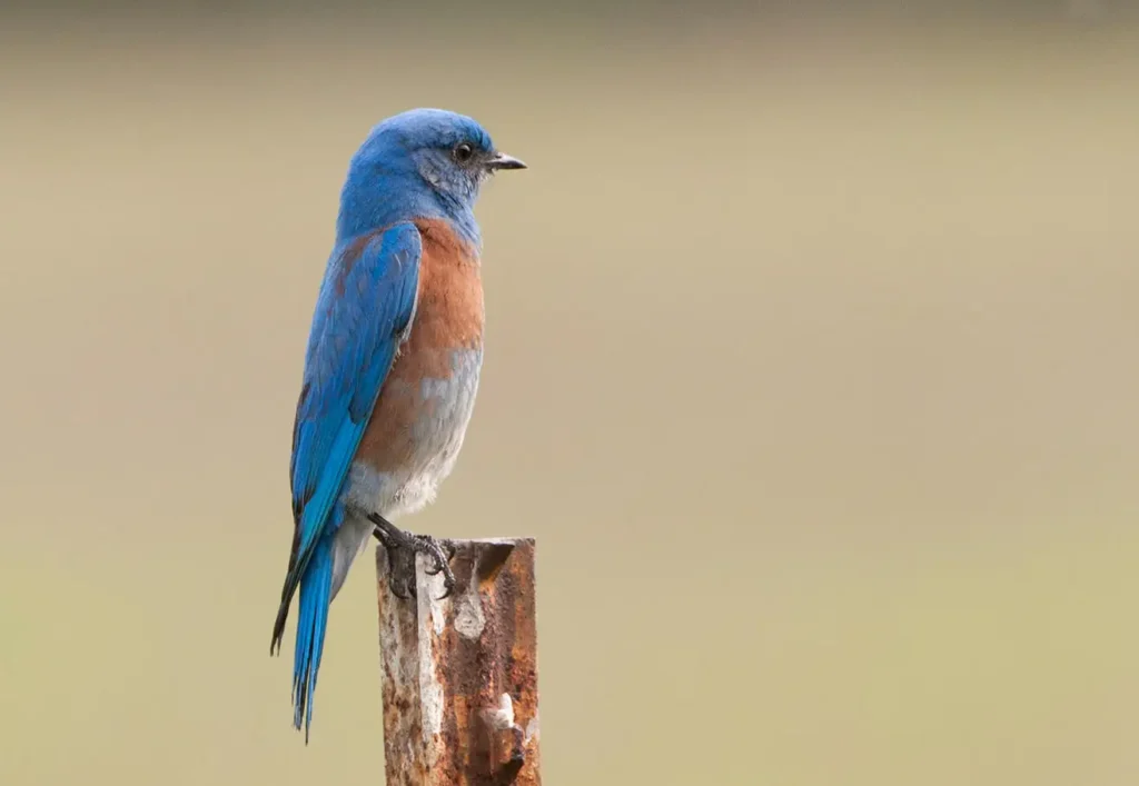 Western Bluebird