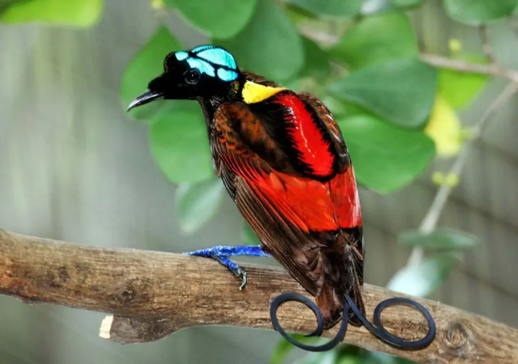 Wilson's Bird-of-Paradise (Cicinnurus ResPublica)