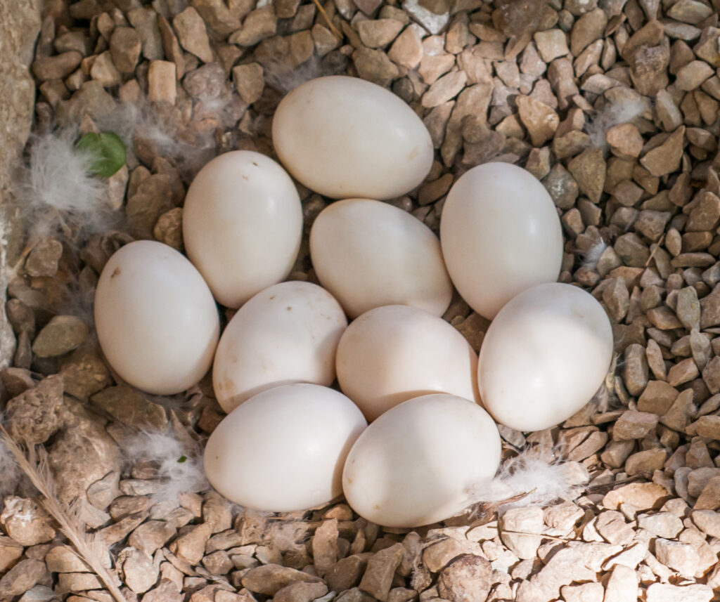 Breeding and Nesting of UK Ducks