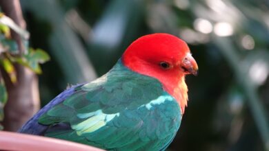 Birds with Red Head