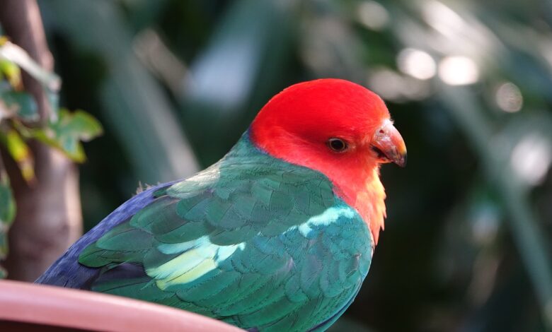 Birds with Red Head