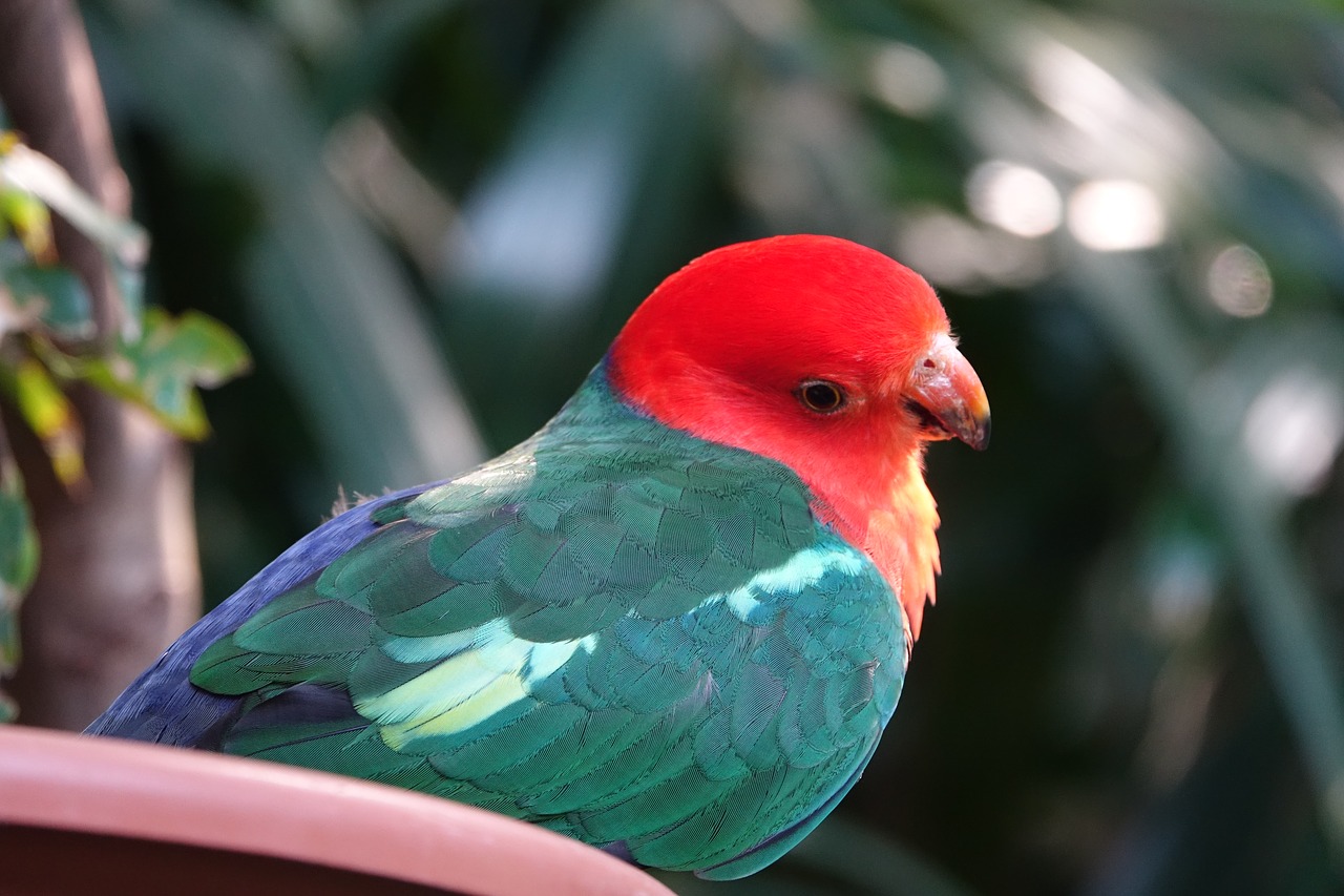 Birds with Red Head