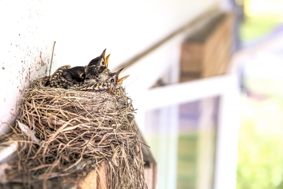 How to Stop Birds From Building Nests On Your House