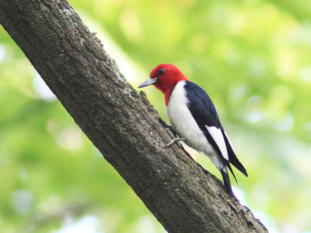 Red-headed Woodpecker