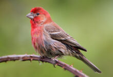 Spiritual Meaning of the House Finch