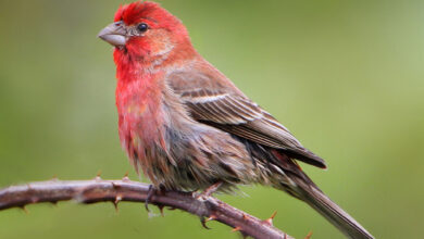 Spiritual Meaning of the House Finch