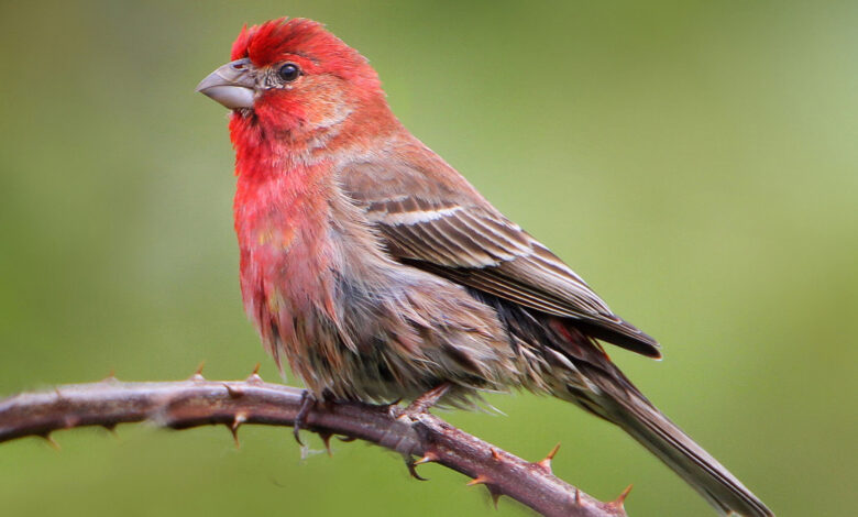 Spiritual Meaning of the House Finch