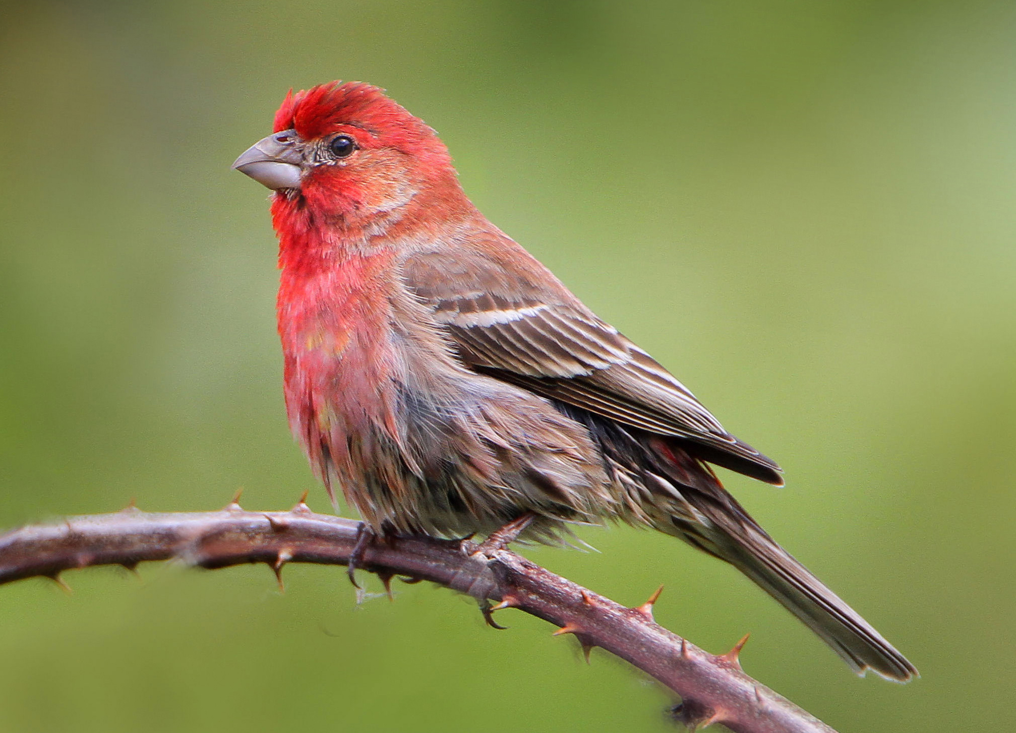 Spiritual Meaning of the House Finch