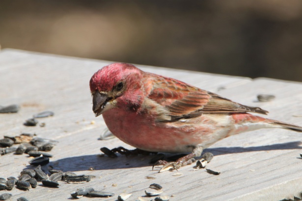 The House Finch in Spirituality