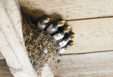 Stop Birds From Building Nests On Your House