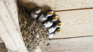 Stop Birds From Building Nests On Your House