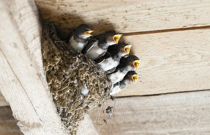 Stop Birds From Building Nests On Your House