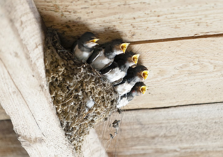 Stop Birds From Building Nests On Your House