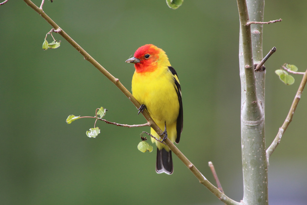 Tanagers