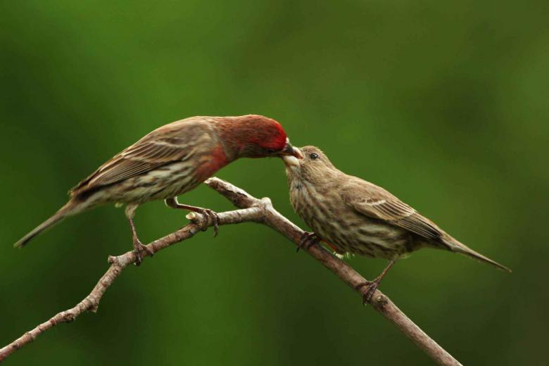 House Finch and Relationships