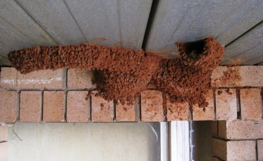 swallow nests on home