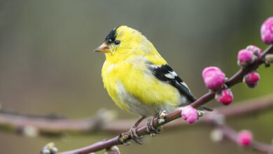 American Goldfinch Spritual Meaning