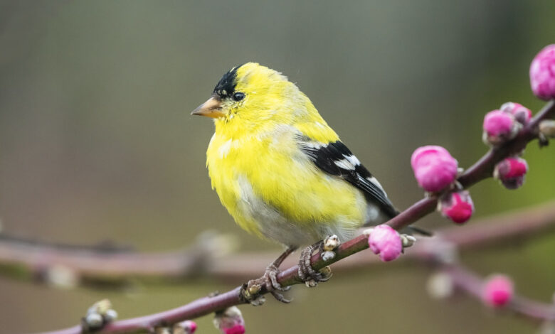 American Goldfinch Spritual Meaning