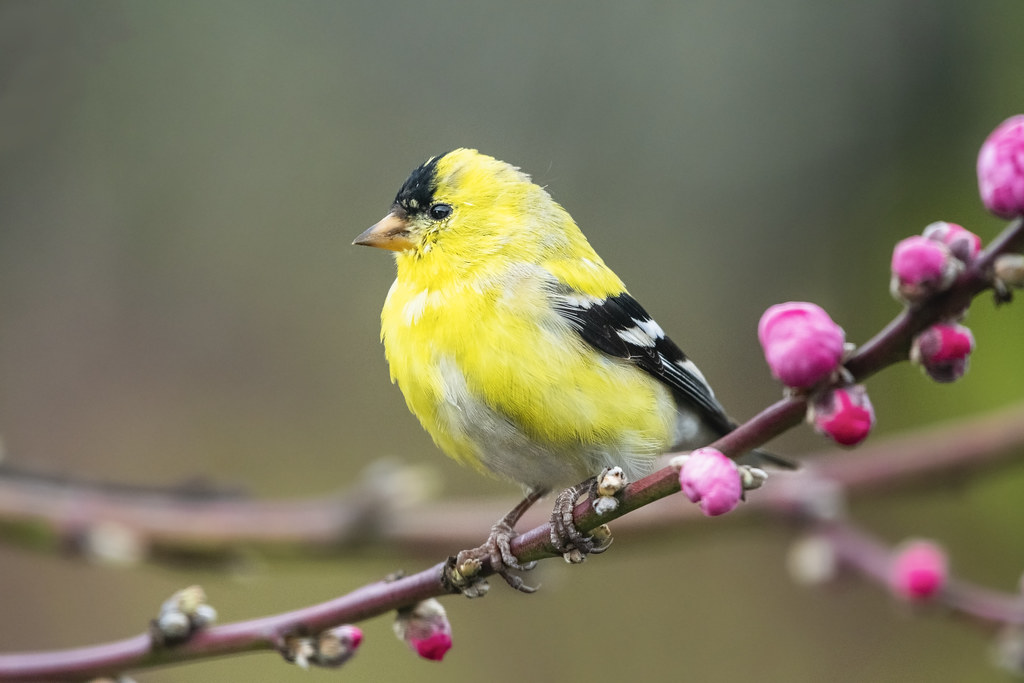 American Goldfinch Spritual Meaning